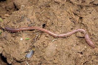 蚯蚓 2025,蚯蚓生态价值与农业应用新篇章